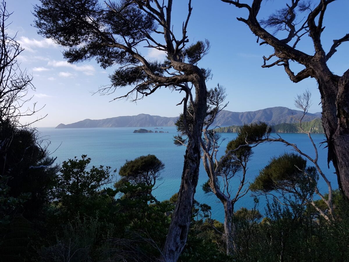 Wind-swept native trees framing a lake and mountain view under a blue sky in New Zealand.